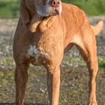 Jada is a sweet laid back young senior lady. She loves going for walks and sleeping on comfy dog beds. Jada will need a meet and greet with any resident dogs and her home needs to be feline free. (Curt Story/Everett Animal Shelter)