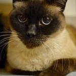 ​Jasmine, Jiji and Ginger were surrendered together and prefer each other&rsquo;s company. Jasmine and Jiji are closely bonded and will seek each other out. All three play with balls or mouse toys. They have not lived with children or dogs, so they will need a slow introduction. (Everett Animal Shelter / Jon Annis)