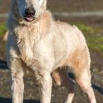 Jessica is a young Shepherd needing some direction in her life. She is beautiful and very smart and will make someone a great companion. Jessica will need a tall, secure, fenced yard constructed of wood as she climbs chain link and loves to jump as high as she can. She has lived with another dog and done well but will need a feline free home. Jessica is much too active for apartment living at this time. (Curt Story/Everett Animal Shelter)