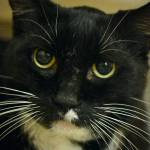 ​Jiji, Jasmine and Ginger were surrendered together and prefer each other&rsquo;s company. Jiji and Jasmine are closely bonded and will seek each other out. All three play with balls or mouse toys. They have not lived with children or dogs, so they will need a slow introduction. (Everett Animal Shelter / Jon Annis)