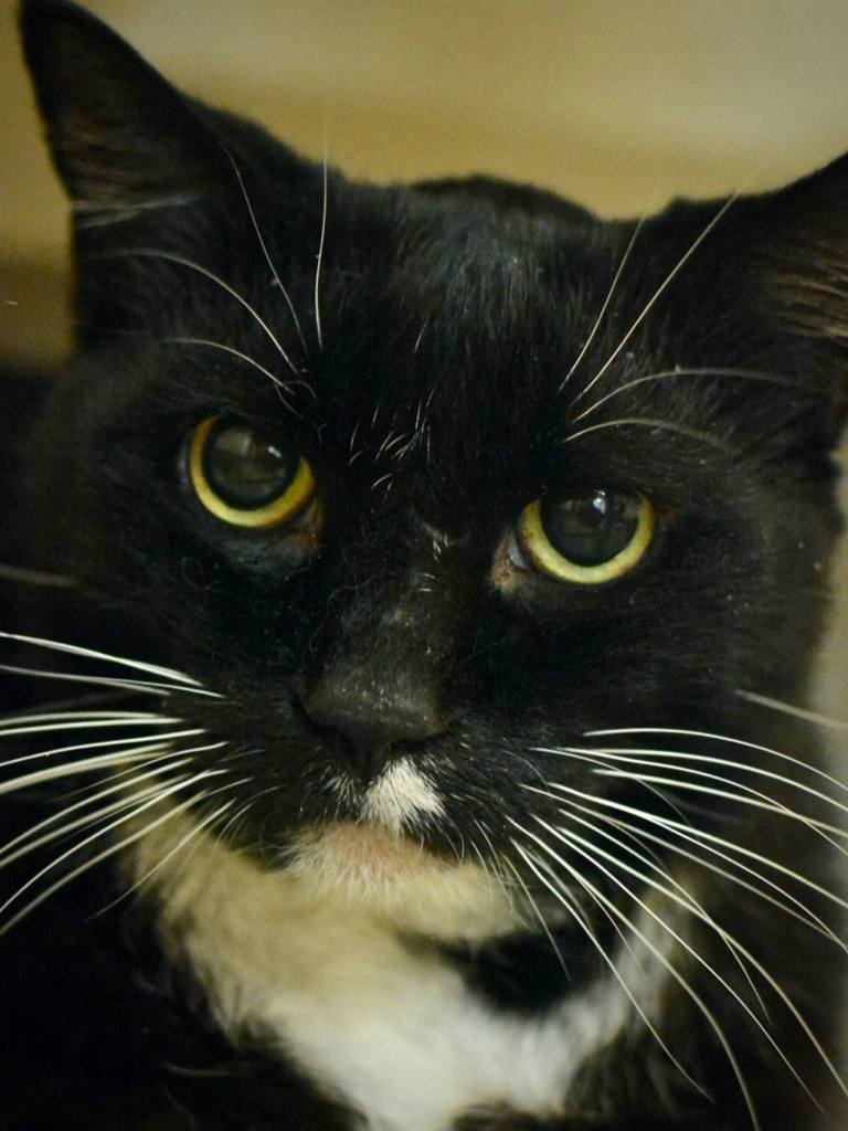 ​Jiji, Jasmine and Ginger were surrendered together and prefer each other&rsquo;s company. Jiji and Jasmine are closely bonded and will seek each other out. All three play with balls or mouse toys. They have not lived with children or dogs, so they will need a slow introduction. (Everett Animal Shelter / Jon Annis)