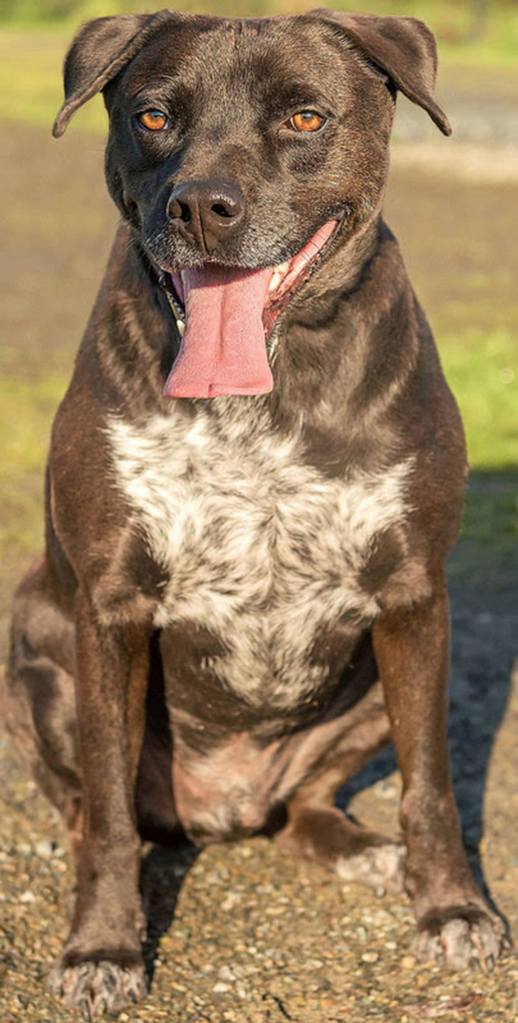 Kelly is a very nice dog looking for a new home. He is a bit nervous so any children in the home need to be over the age of 12 years and respectful of large dogs. He seems to do ok with other dogs but we are unsure about cats. Kelly loves going for walks and seems house trained. (Curt Story / Everett Animal Shelter)