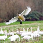 A swan uses its feathers and its feet to slow down as it lands. (Photo by Mike Benbow)