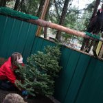 Volunteer Alyssa Nelson looks up at a turkey vulture named Aura as she places a donated Christmas tree in its pen at the Sarvey Wildlife Care Center on Wednesday in Arlington. (Andy Bronson / The Herald)