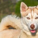 These Everett Animal Shelter hounds need homes