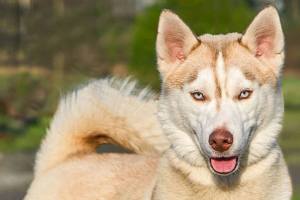 These Everett Animal Shelter hounds need homes