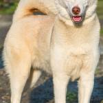 Leo has been passed around a bit lately due to him being true to his breed. He needs a home without any other animals or children. Leo will need secure confinement and plenty of exercise. His next home needs solid breed experience with huskies and willing to commit to him. (Curt Story/Everett Animal Shelter)