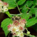 Bombus mixtus pollinating black raspberry. (Photo by Mace Vaughan)
