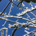 Even in the midday sun, frost persisted in Everett on Wednesday. (Sue Misao / The Herald)