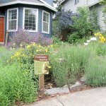 A pollinator front yard. (Photo by Eric Lee-Mäder)