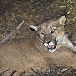 This undated photo shows a mountain lion, known as P-45, that is believed to be responsible for the recent killings of livestock near Malibu, California. Ten alpacas were killed Saturday, Nov. 26, at a ranch and one alpaca and a goat were killed at another ranch on Sunday. California Fish and Wildlife has issued a rancher a 10-day permit to kill a lion known as P-45, but officials of the Santa Monica Mountains National Recreation Area contend that killing a cougar preying on livestock near Malibu will not solve the problem. (National Park Service via AP)