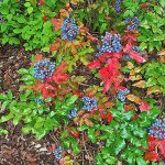 Plant of Merit: Oregon grape-holly