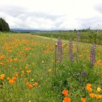 Prime pollinator habitat on a farm. (Photo by Eric Lee-Mäder)