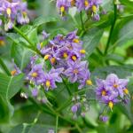 The long bloom of the Chilean potato vine makes it an outstanding choice for the garden. (Monrovia)