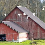 A group of swans flies past a farmer&rsquo;s barn in Silvana. (Photo by Mike Benbow)