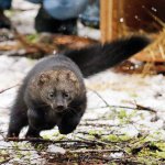 In this Dec. 2 photo, a Pacific fisher takes off running after being released into a forest at Mount Rainier National Park. Pacific fishers, forest-dwelling weasel-like mammals whose numbers have declined in the West Coast over the decades, are slowly making a comeback in Washington state. The fisher was among 10 captured days earlier in British Columbia, and then released Friday as part of a multi-year effort to restore them to their historic range. (AP Photo/Elaine Thompson)