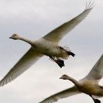 Flying in close formation. (Photo by Mike Benbow)