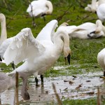 A swan feeds in a field in Silvana. (Photo by Mike Benbow)