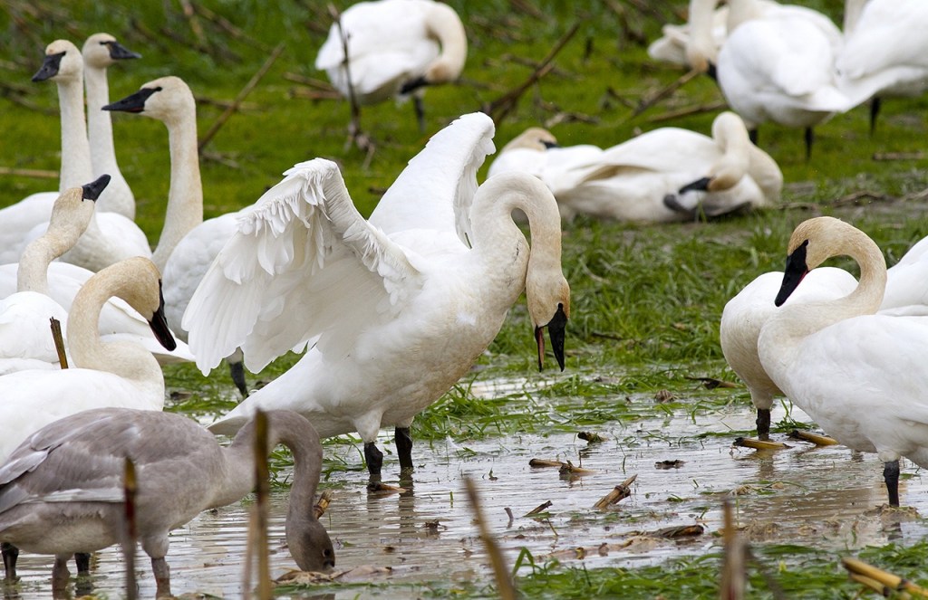 A swan feeds in a field in Silvana. (Photo by Mike Benbow)