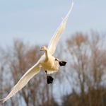 Swans have a wingspan of nearly 8 feet. (Photo by Mike Benbow)