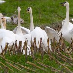 A group of swans huddle up in a field. (Photo by Mike Benbow)