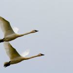A pair of swans soar over a farm field. (Photo by Mike Benbow)