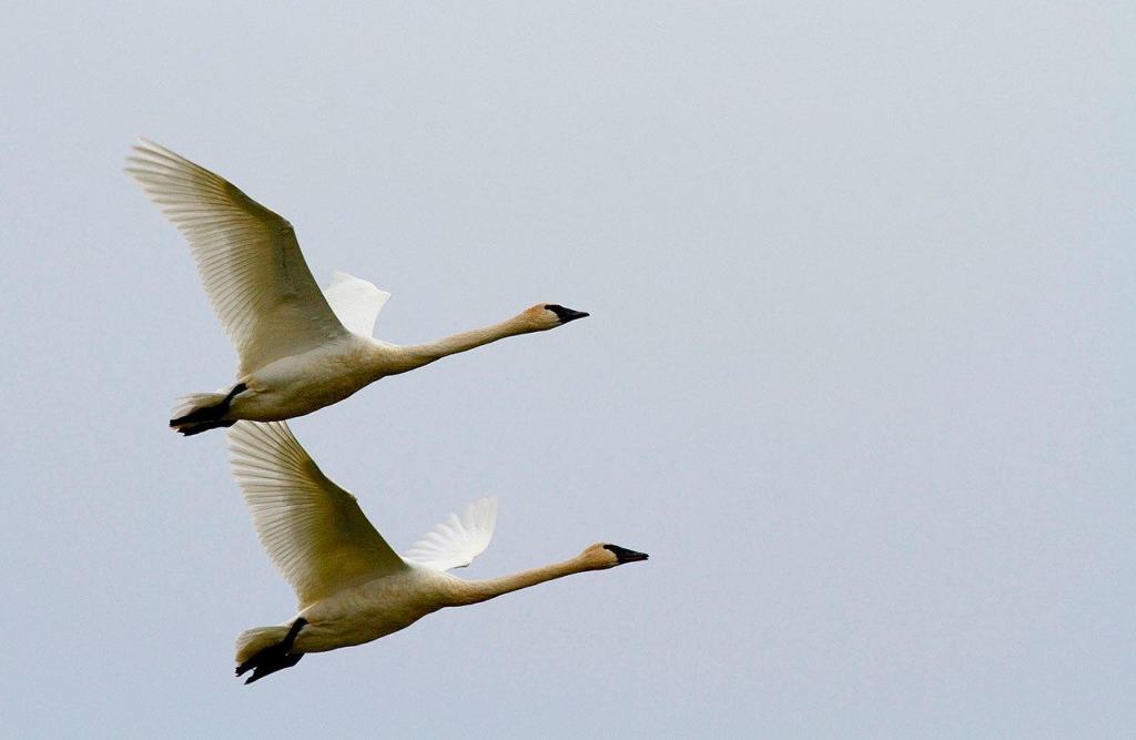 A pair of swans soar over a farm field. (Photo by Mike Benbow)