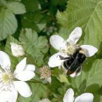 Yellow face bumble bee on marionberry. (Photo by Eric Lee-Mäder)