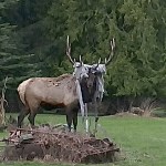 Whidbey Island&rsquo;s lone resident elk tangled with the wrong tarp this month. (Whidbey News-Times)