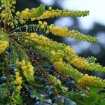The winter-blooming plant mahonia x media &ldquo;winter sun&rdquo; is a hummingbird magnet. (Pam Roy)