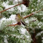 A wintering Anna&rsquo;s hummingbird searches for a blossom or a thawed hummingbird feeder in 2012. (Gary M. Ciminski)