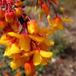 Berberis derwinii blossoms offer hummingbirds fuel in late winter and early spring. (Pam Roy)