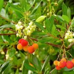 Hummingbirds are attracted to the flowers of the arubutus unedo compacta, or strawberry tree. (Pam Roy)