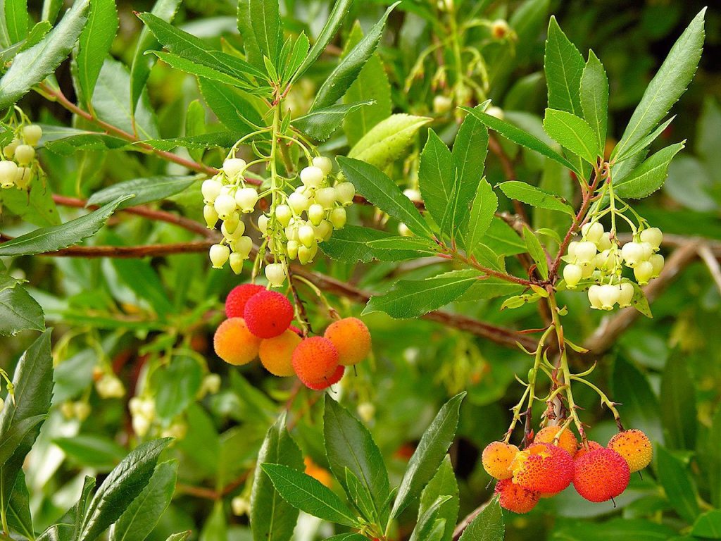 Hummingbirds are attracted to the flowers of the arubutus unedo compacta, or strawberry tree. (Pam Roy)