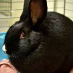 ​Marshall is a young, compact little male rabbit who grew up in foster care, where he became used to being around people. He&rsquo;s very active and likes to hop and jump around. He has been neutered, which should make him healthier and well behaved. (Everett Animal Shelter / Jon Annis)