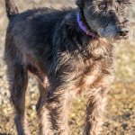 Max is looking for his last forever home. He has lived with kids but would prefer older kids as he&rsquo;s older and doesn&rsquo;t want to be handled roughly. Max needs a fenced yard and his perfect home would have a dog door as, because he&rsquo;s older he needs to go out and potty on a regular basis. Max has never lived with dogs but should be fine with a meet and greet and has lived with cats (still needs a proper introduction!) (Curt Story/Everett Animal Shelter)