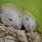 Not a creature was stirring, not even a mouse. These sleepy little guys are just a few of the pet white mice available for adoption at the shelter. (Everett Animal Shelter / Jon Annis)