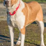 Mocha is a beautiful Austrian Shepherd mix. She has lived with kids over 10 years old and other dogs. Her new home must be feline free. If there are any resident canines they must have a meet and greet prior to adoption. She can be very cautious when meeting new people. (Curt Story/Everett Animal Shelter)