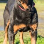 Rocky is looking for his forever home, don&rsquo;t let his age fool you Rocky still has a ton of love to give. The great things about older dogs, they&rsquo;re already house broken, trained and require less time and energy. Rocky would be good with respectful kids 6 and up and needs a meet and greet with any resident dogs. (Curt Story/Everett Animal Shelter)