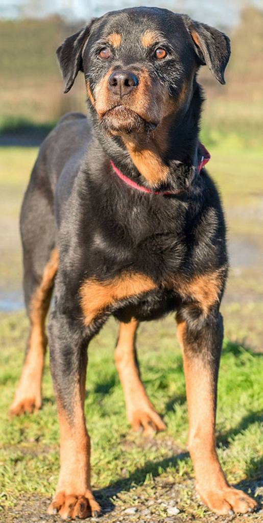 Rocky is looking for his forever home, don&rsquo;t let his age fool you Rocky still has a ton of love to give. The great things about older dogs, they&rsquo;re already house broken, trained and require less time and energy. Rocky would be good with respectful kids 6 and up and needs a meet and greet with any resident dogs. (Curt Story/Everett Animal Shelter)