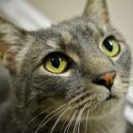 ​Picked up off the streets, a relative unknown, Rocky has the eye of the tiger. No underdog, he enjoys a montage of attention from staff, volunteers and anyone who comes to see him play. But who will give this champ a new love and a forever home? (Everett Animal Shelter / Jon Annis)