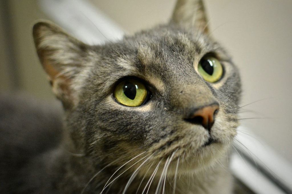 ​Picked up off the streets, a relative unknown, Rocky has the eye of the tiger. No underdog, he enjoys a montage of attention from staff, volunteers and anyone who comes to see him play. But who will give this champ a new love and a forever home? (Everett Animal Shelter / Jon Annis)