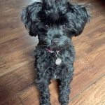 Pet parents Kelsey and Jay Shubert of Everett were ahead of the trend when they named their yorkipoo Lola three years ago. (Kelsey Shubert photo)