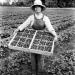 &ldquo;Asian-American strawberry picker, ca. 1919&rdquo; from the Seattle Post-Intelligencer Collection. (Photo courtesy Museum of History and Industry)