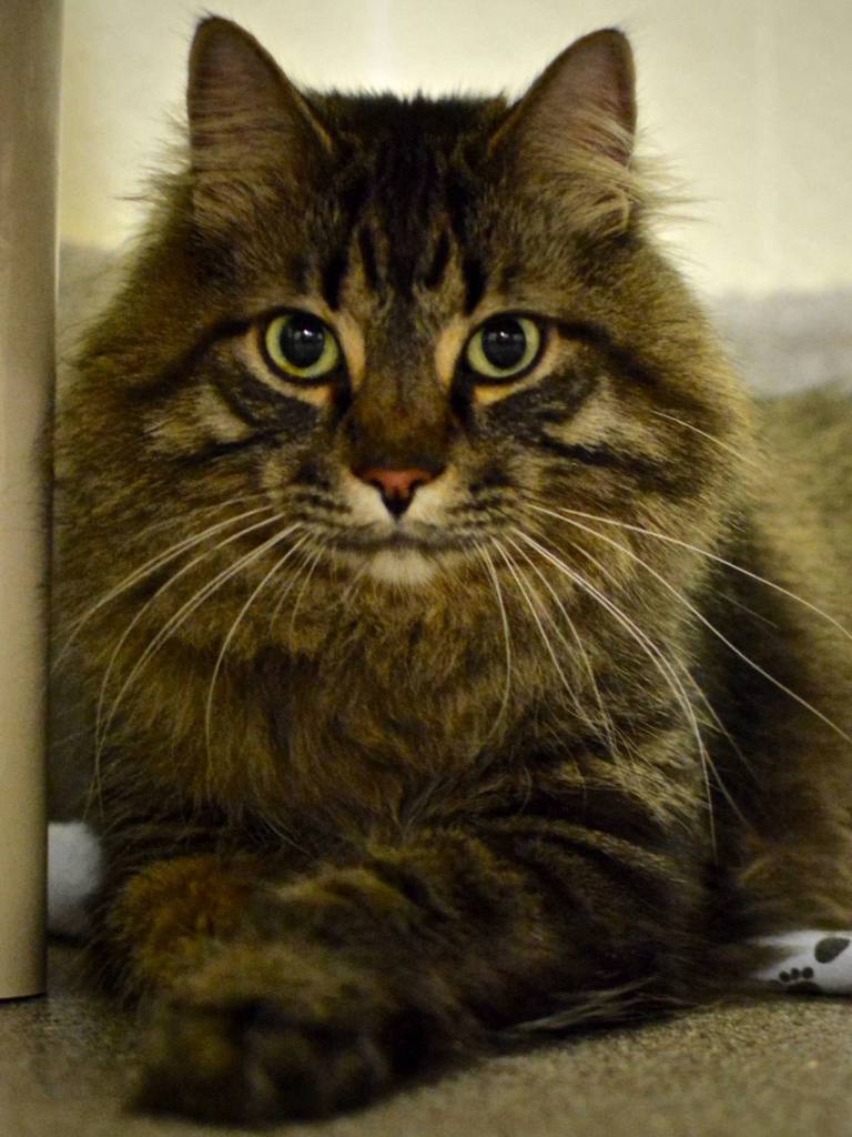 ​Syd is a loving, calm, and playful Maine Coon, a big cat who likes to cuddle and chase feather toys. He chirps and meows when he sees wildlife outside windows and doors. His best buddy is Dexter, with whom he has always lived. They would be happiest if adopted together. (Everett Animal Shelter / Jon Annis)