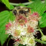 How everyday gardeners can save bumblebees from extinction