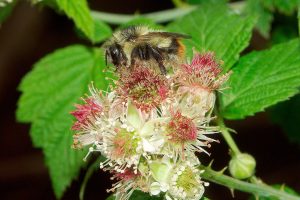 How everyday gardeners can save bumblebees from extinction
