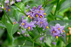 Plant of Merit: Chilean potato vine