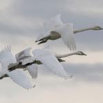 Big birds: Graceful swans return to Snohomish County fields