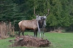 Bruiser the lonely elk in a tangle once again